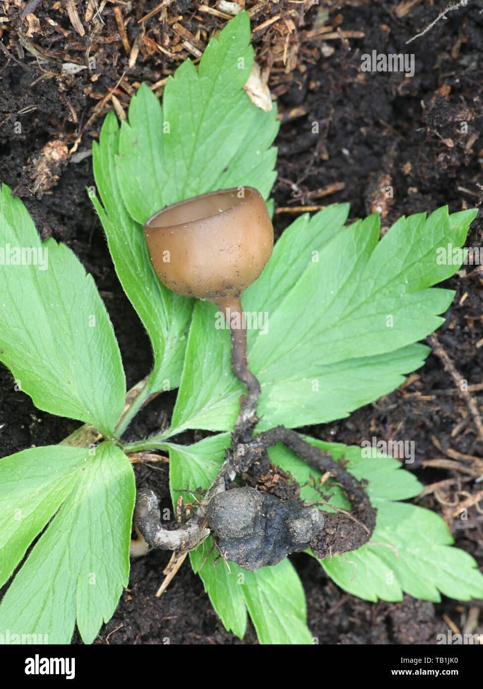 Dumontinia tuberosa, noto come the anemone cup, funghi selvatici dalla Finlandia Foto Stock
