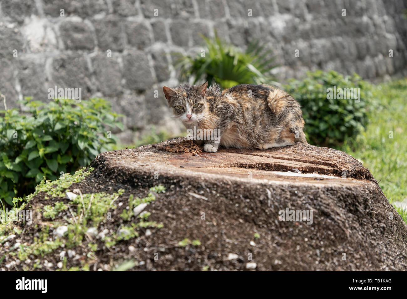 Montenegro - il gatto domestico alimentazione su un moncone accanto alla fortezza di Cattaro Foto Stock