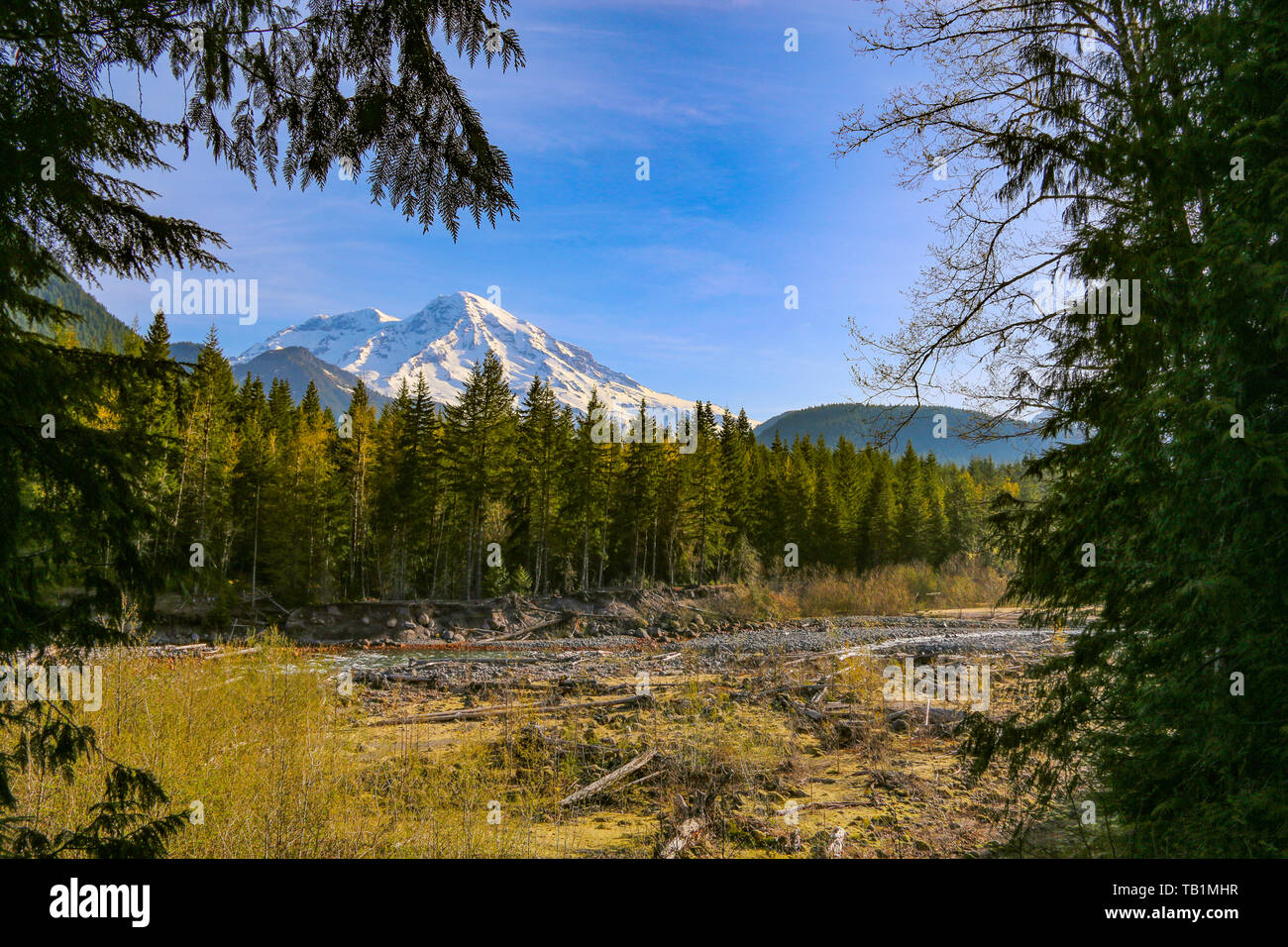 Fiume Nisqually & Mount Rainier, Mt Rainier NP, Washington Foto Stock