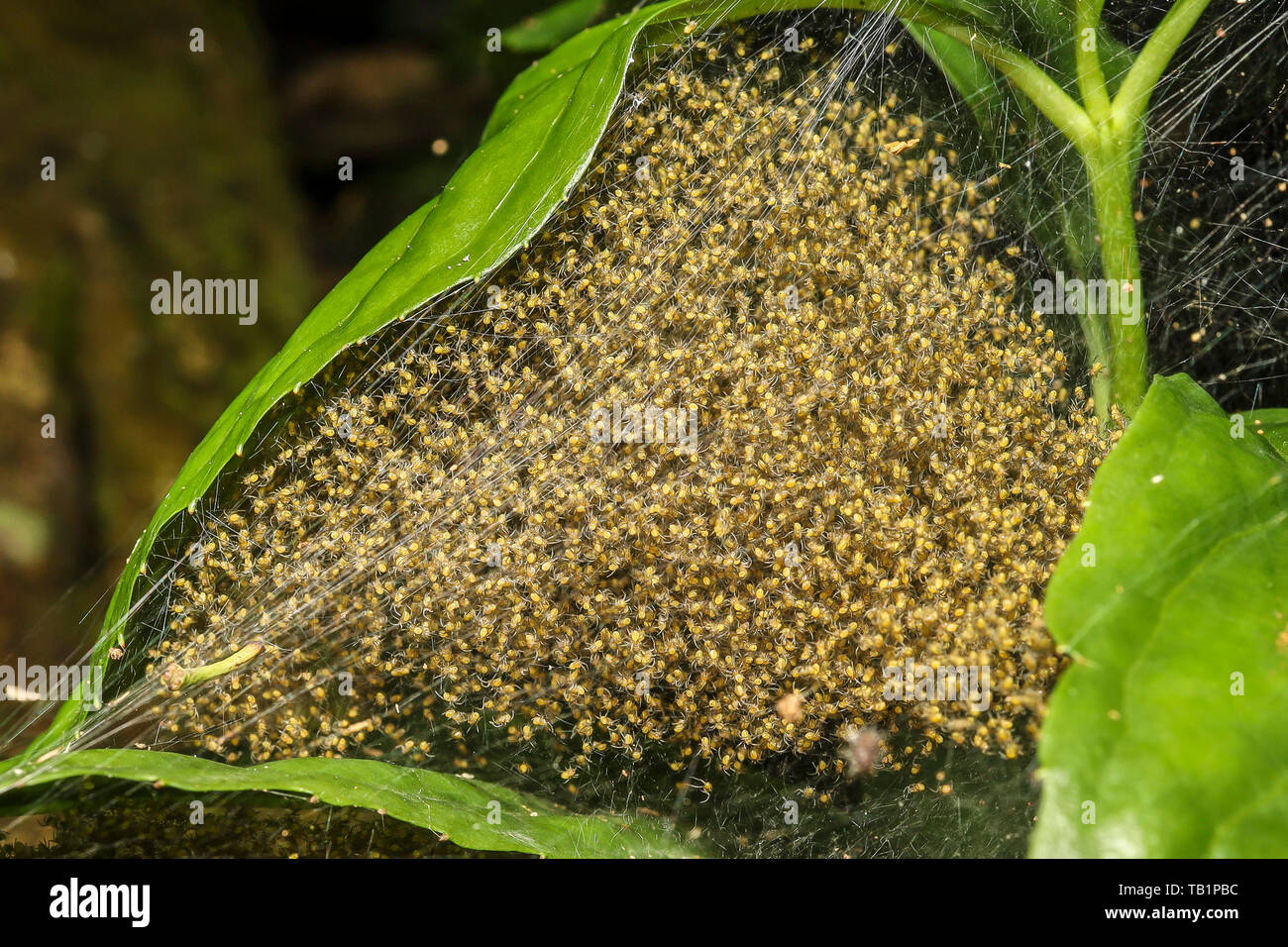 Uno sciame di spiderlings trovato su una ragnatela in una foresta pluviale tropicale Foto Stock