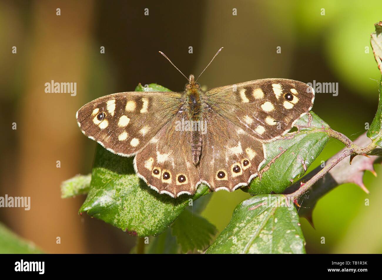 Un legno maculato butterfly, Pararge aegeria appoggiata nel sole di primavera. Foto Stock