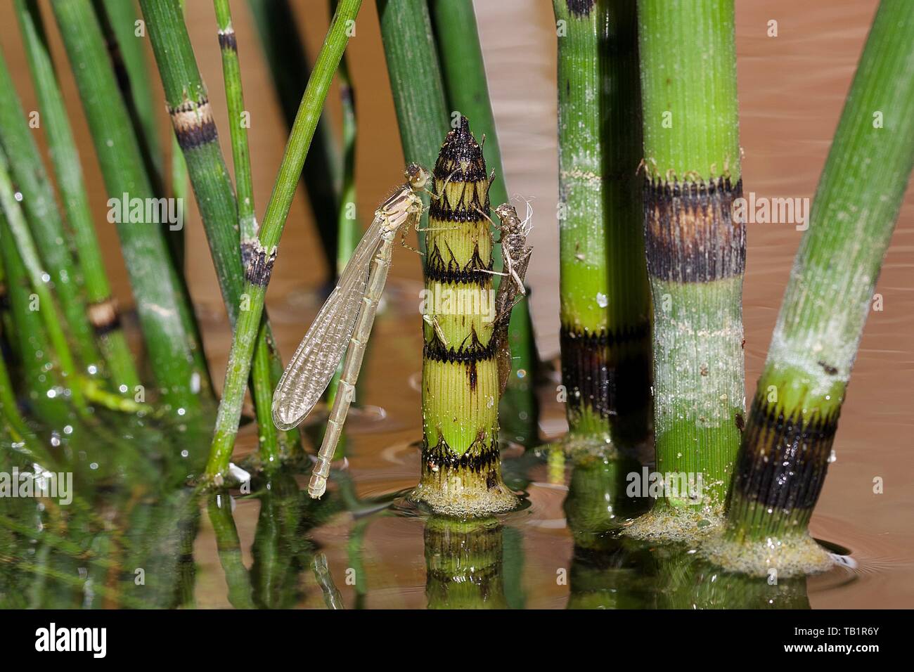 Un azzurro teneral Damselfly asciugando le sue ali nel sole pomeridiano con exuviae sullo stesso stelo. Foto Stock