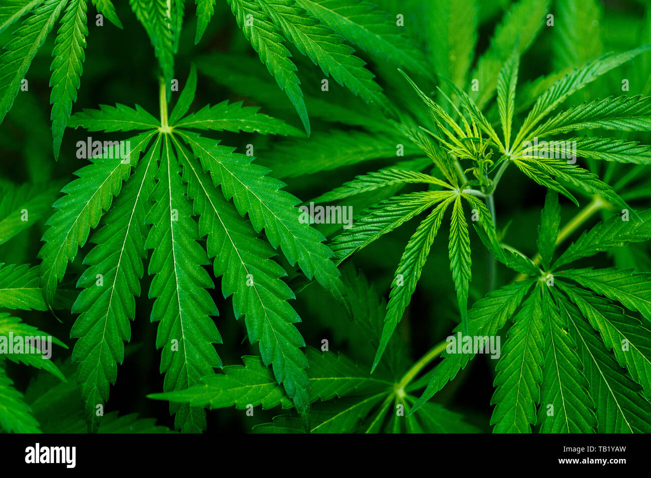 Piante di cannabis in crescita. Matura pianta di Marijuana con Bud e foglie. La texture di piante di marijuana . lo sfondo naturale. Foto Stock