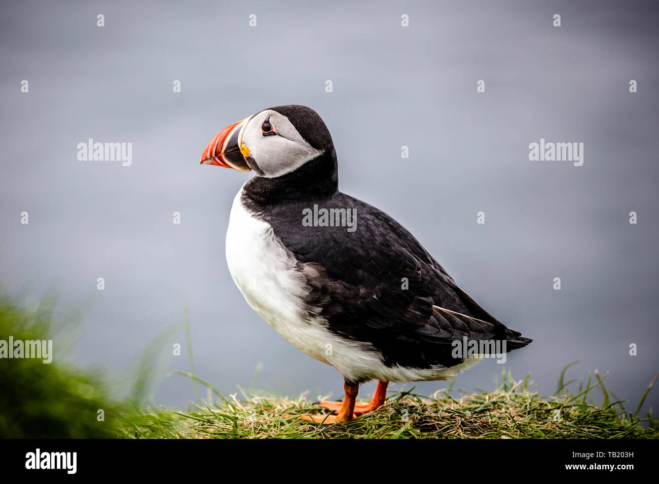 Ritratto del famoso Atlantic pulcinelle di mare sulle isole Faerøer. Foto Stock