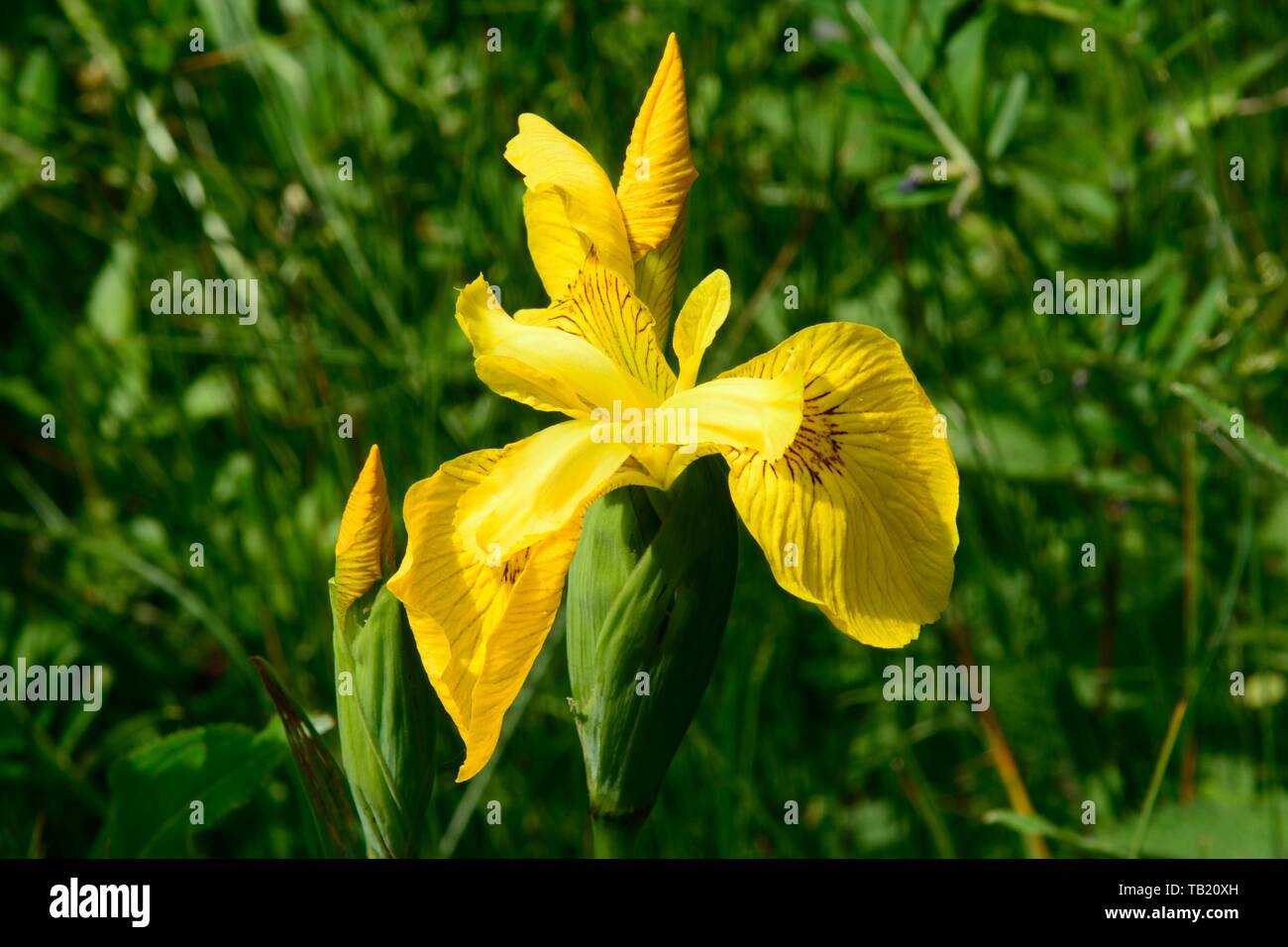 Bandiera gialla fiore di iris e bud Iris pseudacorus Foto Stock