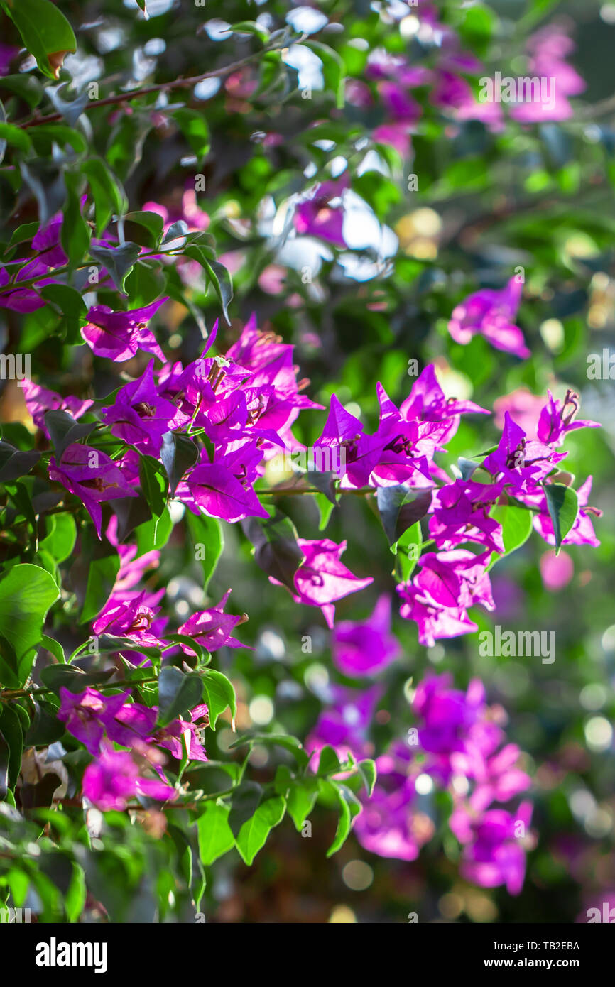 Fioritura viola bouganville, foglie verdi, alberi in background, bouganville spectabilis cresce come un vitigno di woody. close-up foto Foto Stock