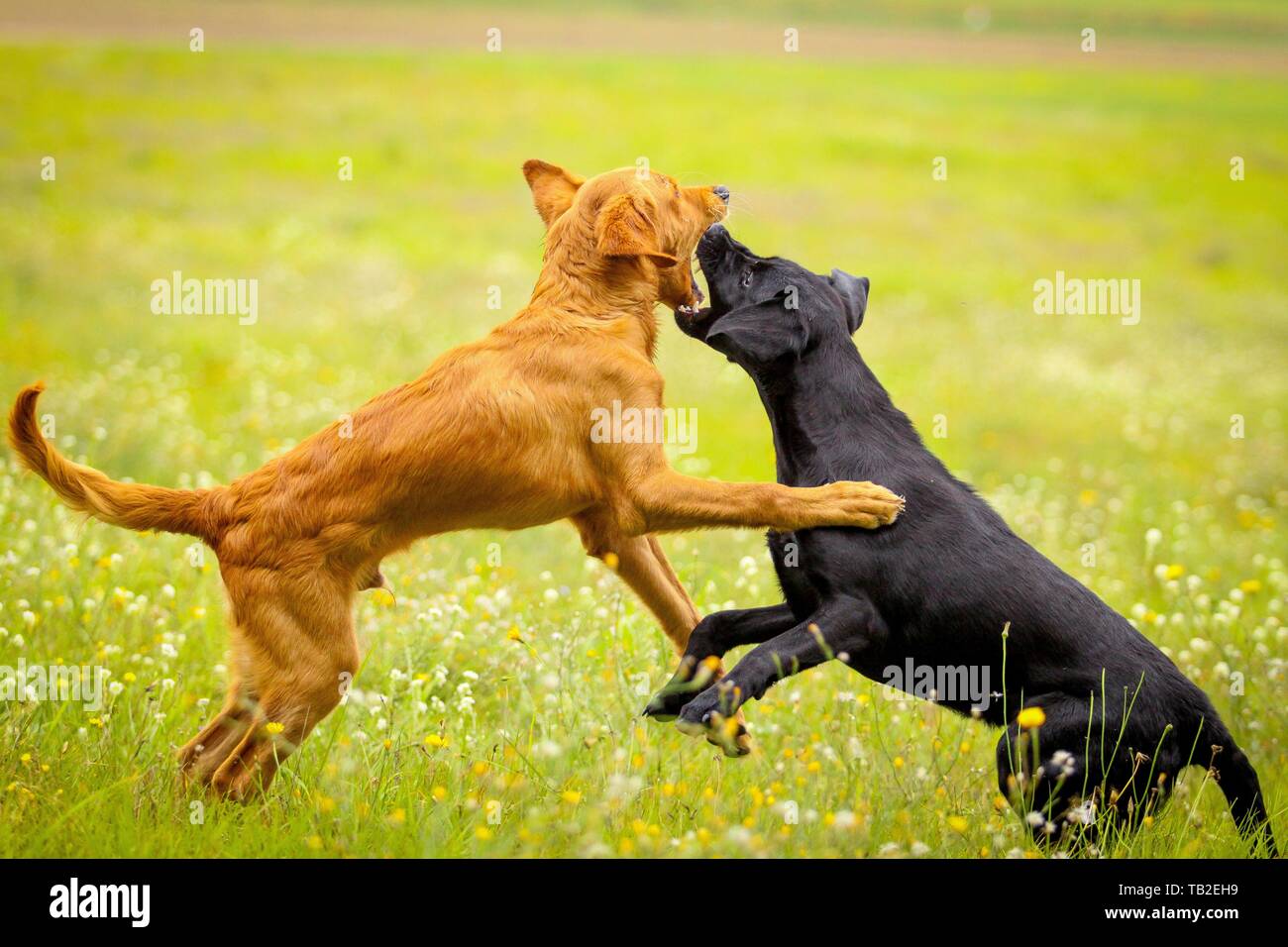 suonare da cani Foto Stock