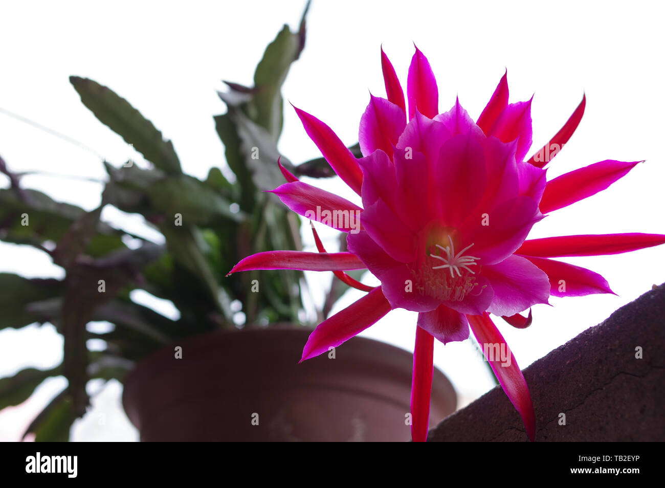 (Disocactus nopalxochia ackermannii) orchid fiore di cactus Foto Stock