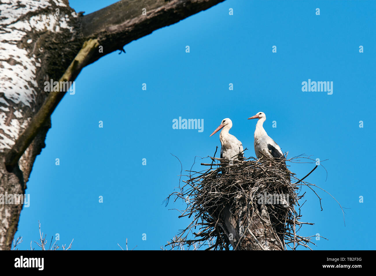 Vista di due cicogne nel nido in alto albero tra i rami. Nella foresta, sotto una molla chiaro cielo blu. Foto Stock