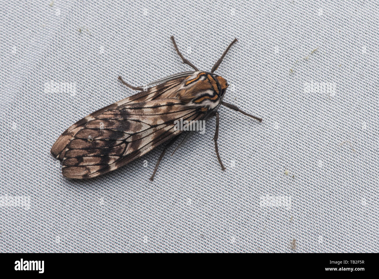 Una foto macro di un'ecuadoriana tiger moth dal Cloud Forest. Foto Stock