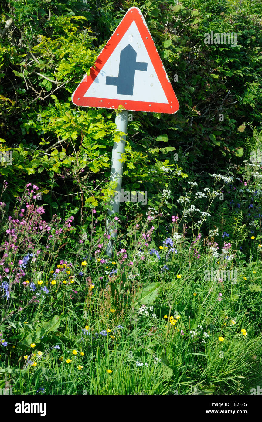 Strada fiori selvatici, compresi Red Campion, Bluebells e Renoncules vicino a Stoke Climsland, Cornwall, Inghilterra Foto Stock