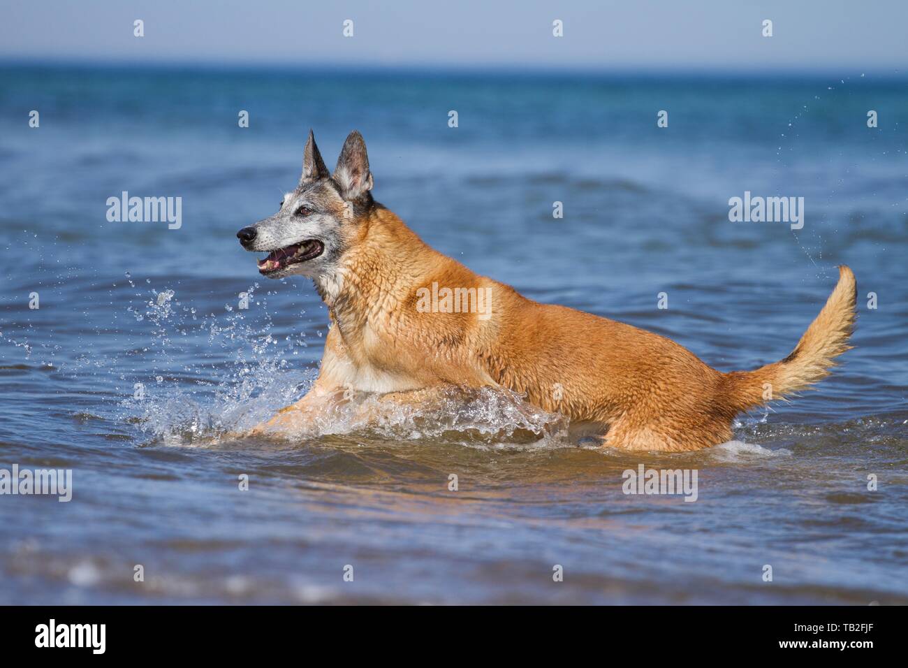 Esecuzione di Malinois Foto Stock