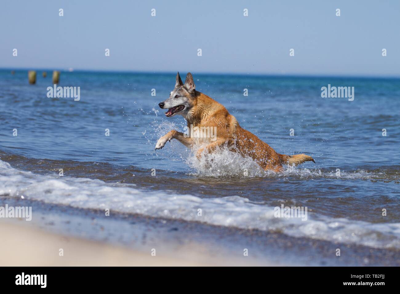 Esecuzione di Malinois Foto Stock