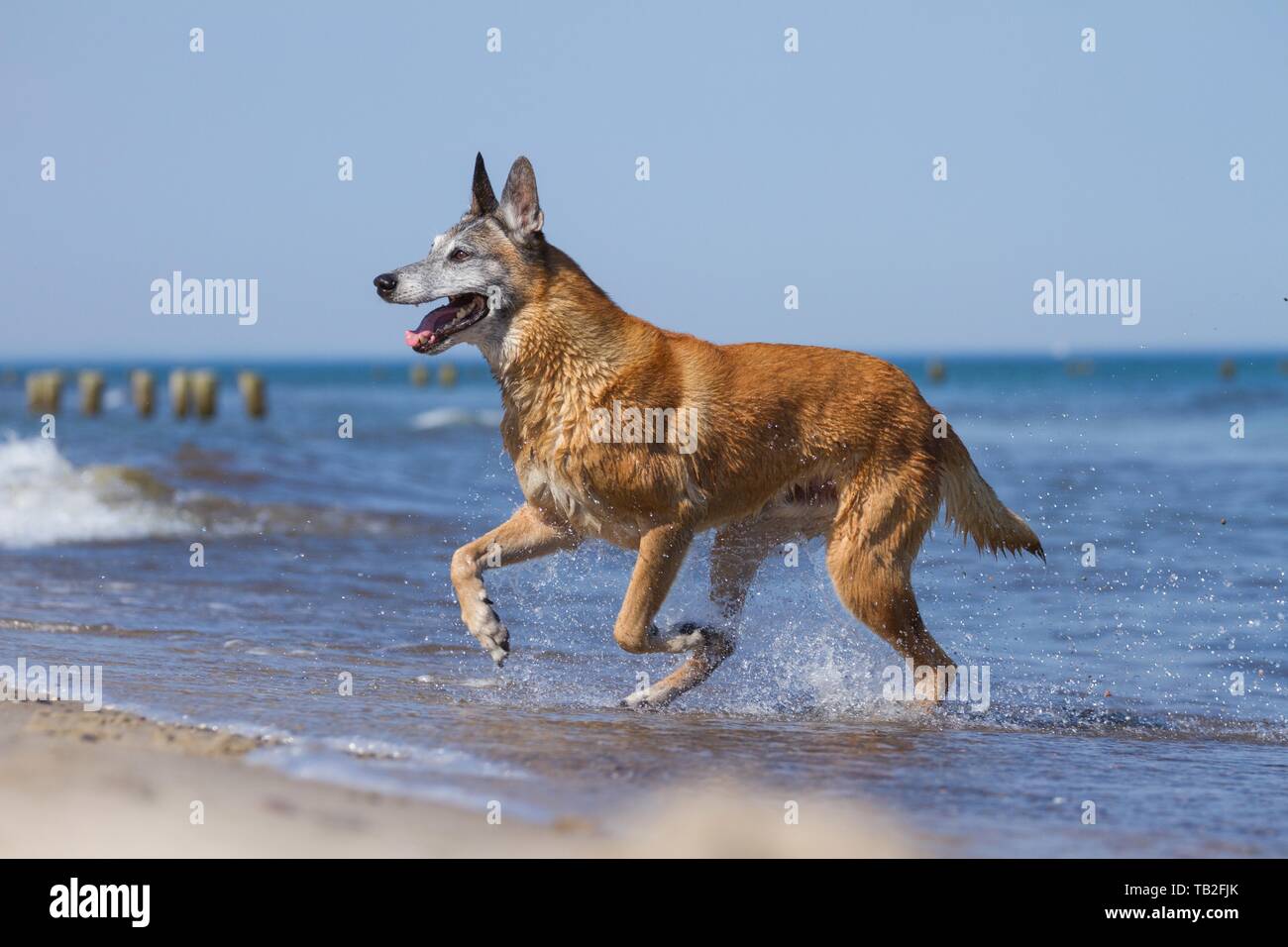 Esecuzione di Malinois Foto Stock