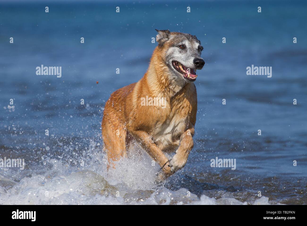 Esecuzione di Malinois Foto Stock