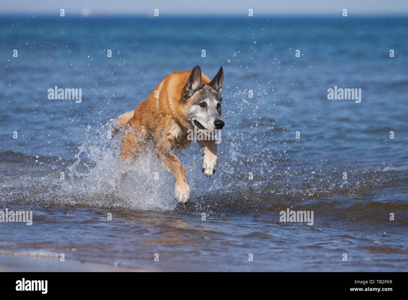 Esecuzione di Malinois Foto Stock