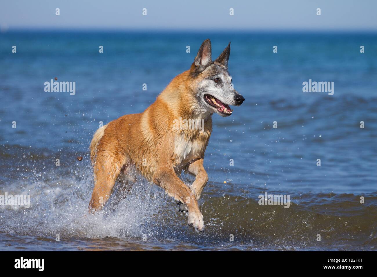 Esecuzione di Malinois Foto Stock