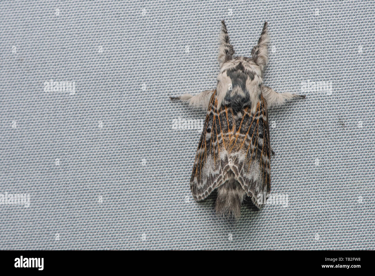 Falena prominente, Famiglia Notodontidae da l'ecuadoriano cloud forest in Sud America Foto Stock