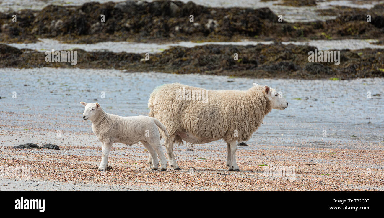 Una pecora e il suo agnello godendo il sole su di una spiaggia di sabbia sul isola di Muck che fa parte delle piccole isole Ebridi Interne, Scozia Foto Stock
