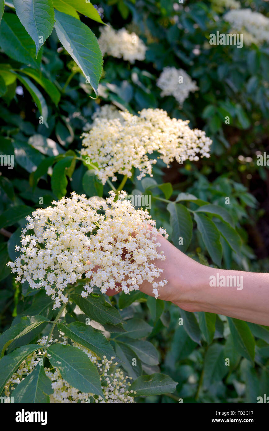 La donna invece scelto lâ Elderflower Cordial nel giardino di primavera Foto Stock