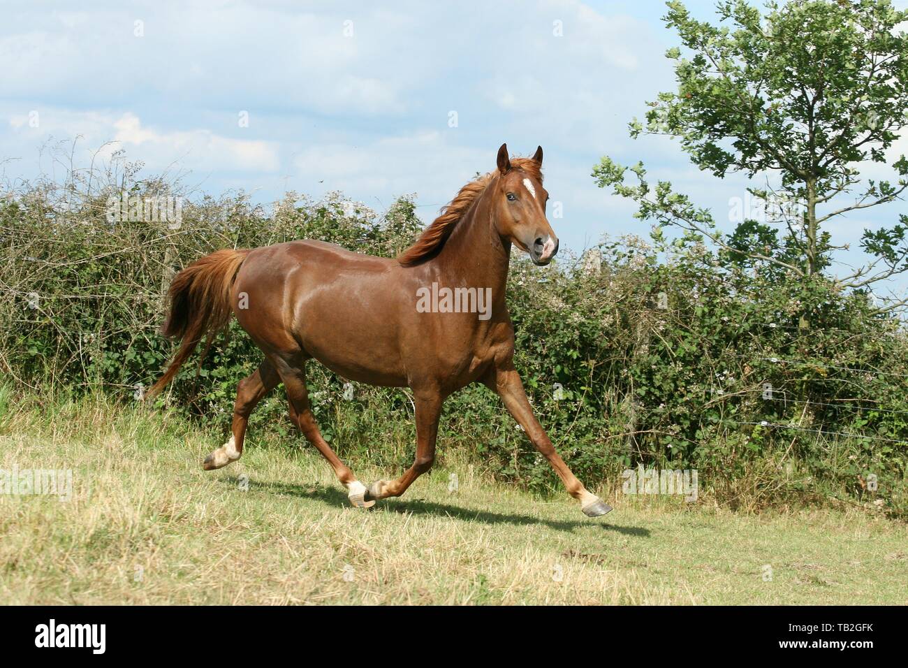 Al trotto cavallo Morgan Foto Stock