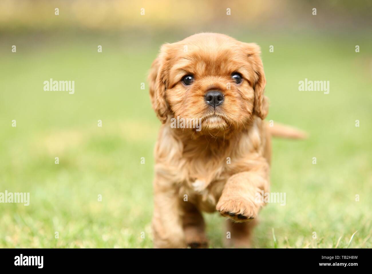 Cavalier King Charles Spaniel cucciolo Foto Stock
