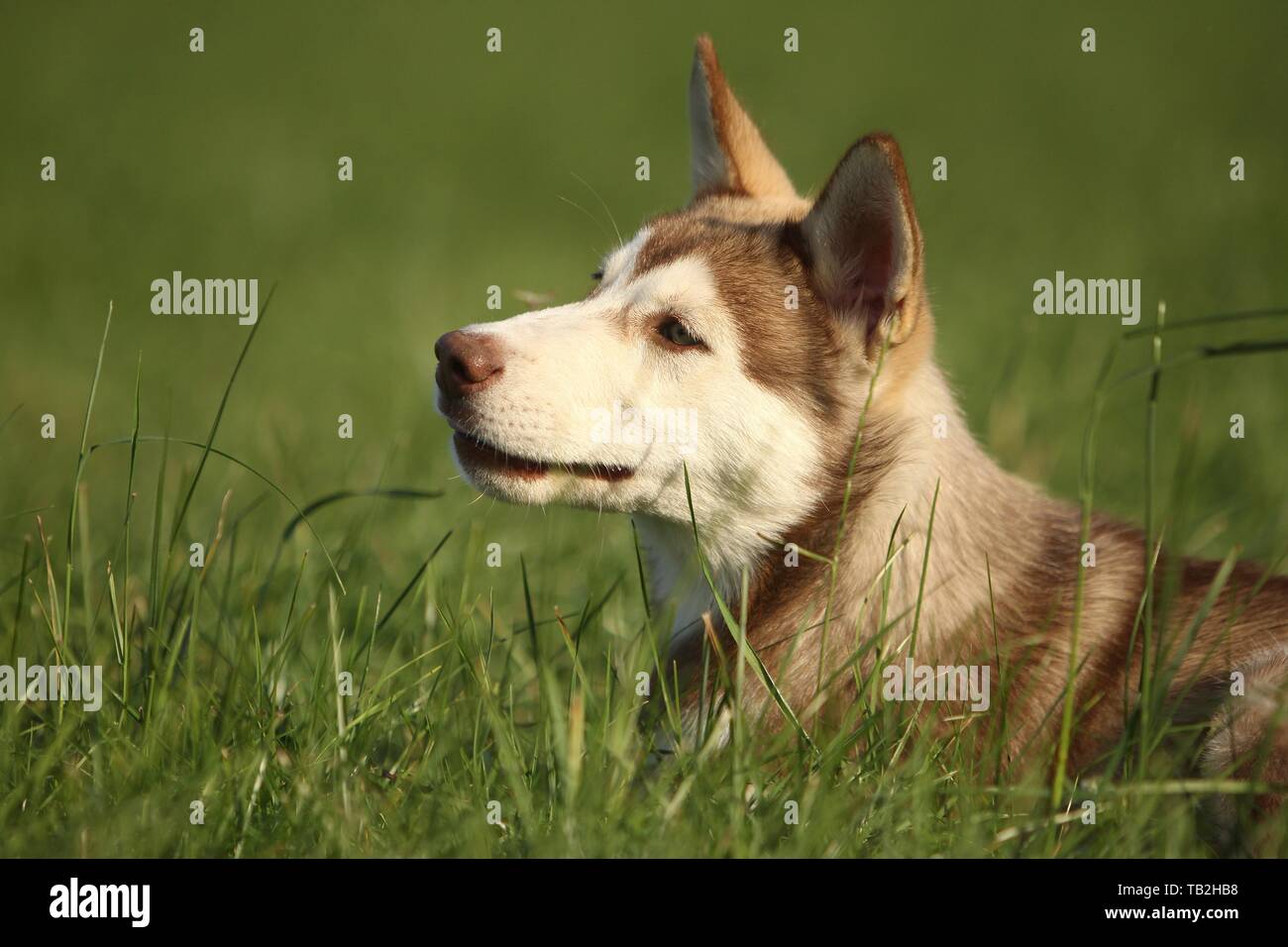 Siberian Husky cucciolo Foto Stock