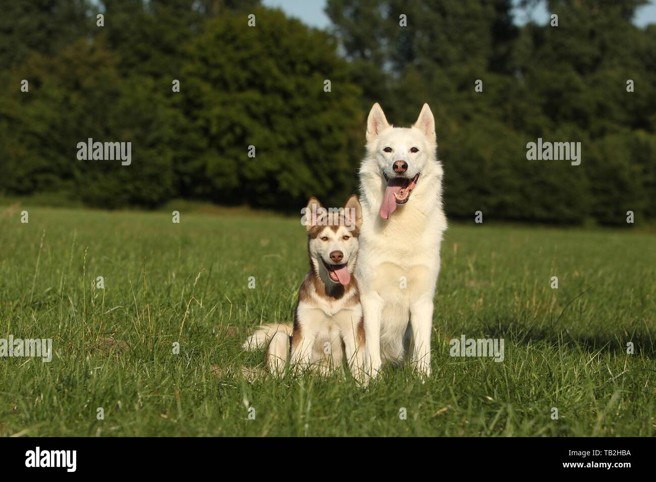 2 Siberian Husky Foto Stock