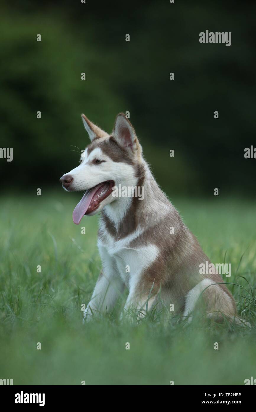 Siberian Husky cucciolo Foto Stock