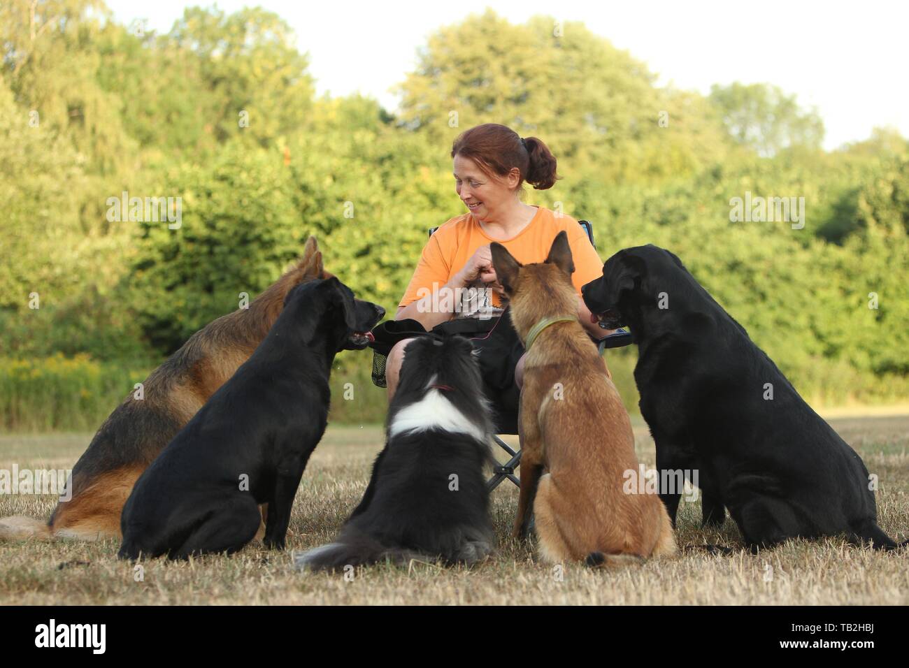Donna e 5 cani Foto Stock