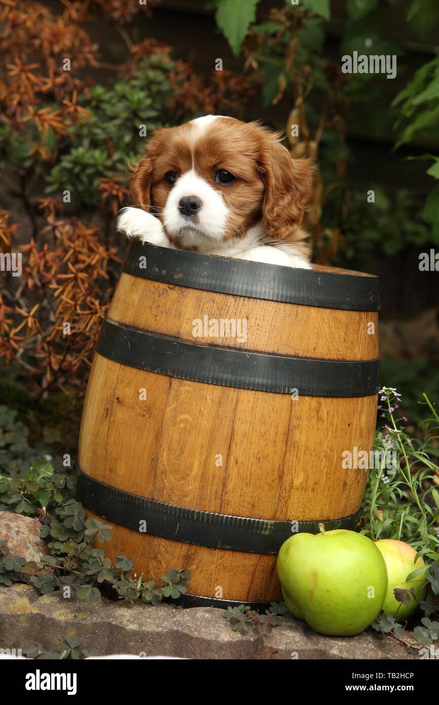 Cavalier King Charles Spaniel in botte di vino Foto Stock