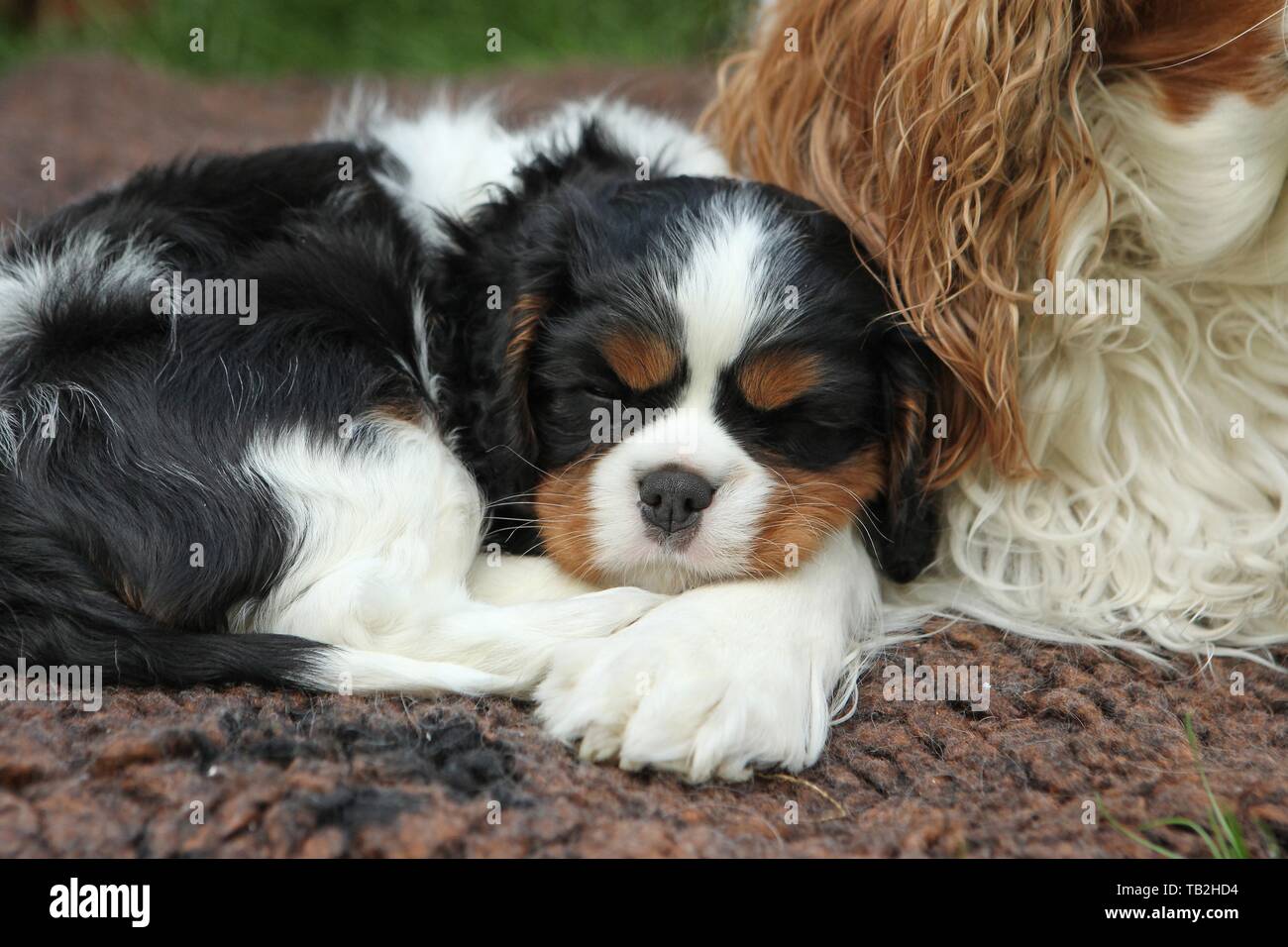 Sleeping Cavalier King Charles Spaniel cucciolo Foto Stock