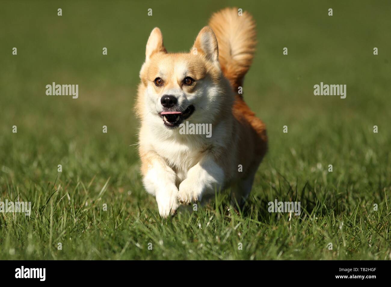 Esecuzione di Welsh Corgi Pembroke Foto Stock