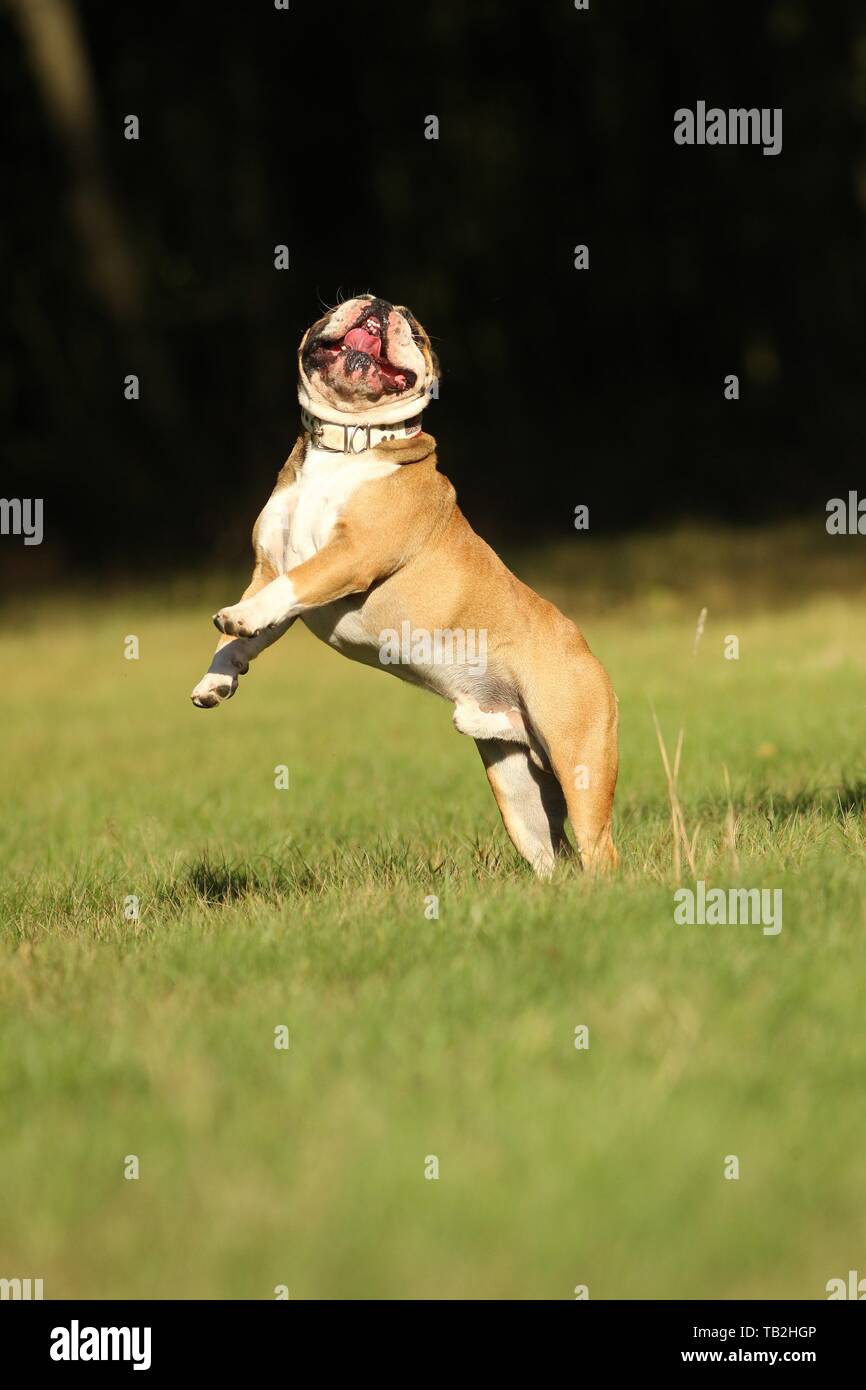 Jumping Bulldog inglese Foto Stock