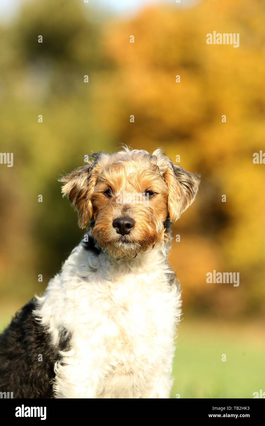 Parson Russell Terrier ritratto Foto Stock