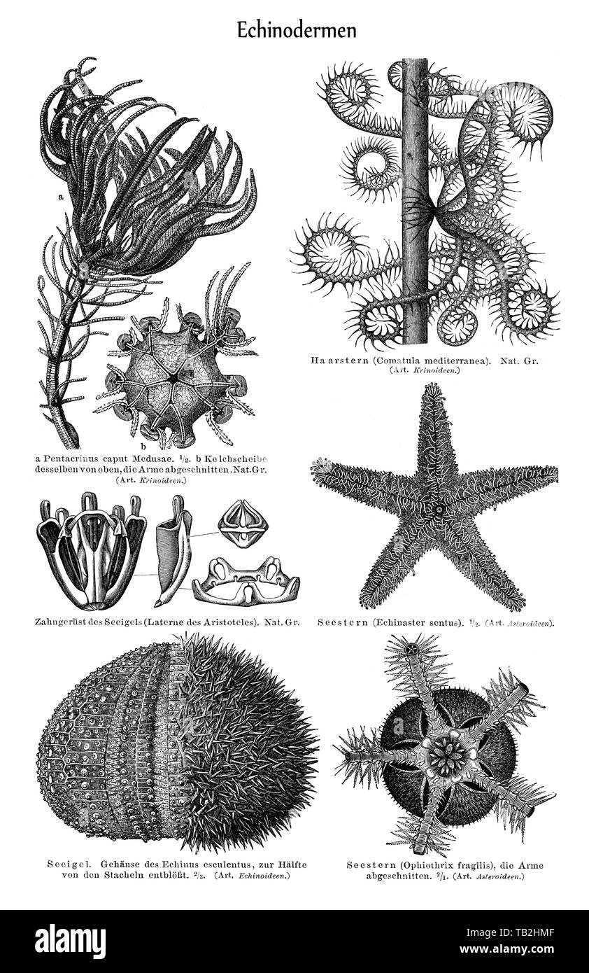 Immagine grafica di echinodermi, Zeichnerische Darstellung von Echinodermen oder Stachelhäuter (Echinodermata), aus Meyers Konversations-Lexikon, 1889 Foto Stock