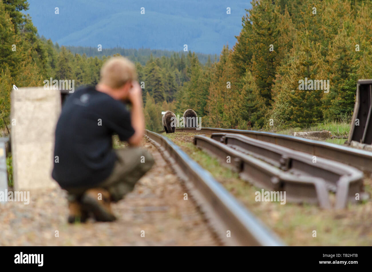 Un fotografo scatta una foto di due orsi grizzly su binari , reca in si concentra Foto Stock