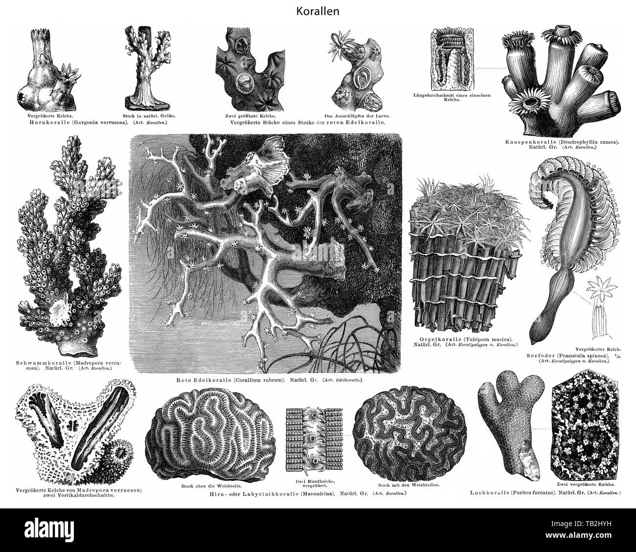 Storico rappresentazione grafica, coralli, secolo XIX, Historische, zeichnerische Darstellung, Korallen (korállion), sessili, koloniebildende Nesseltiere, 19. Jahrhundert aus Meyers Konversations-Lexikon, 1889 Foto Stock