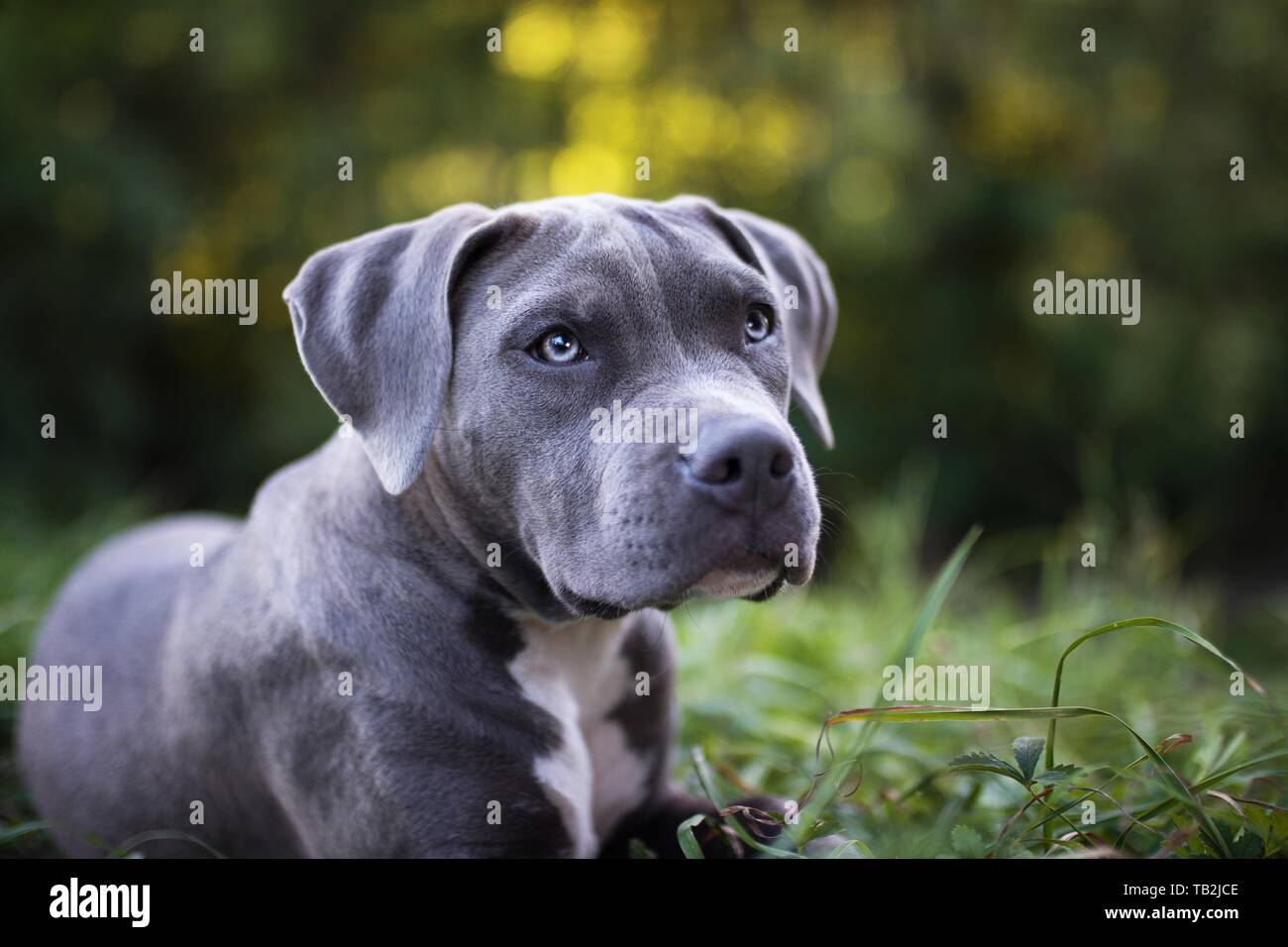 Young American Bully Foto Stock