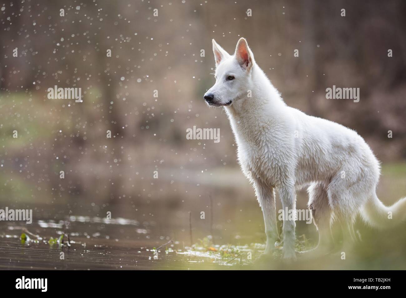 Maschio bianco swiss cane pastore Foto Stock