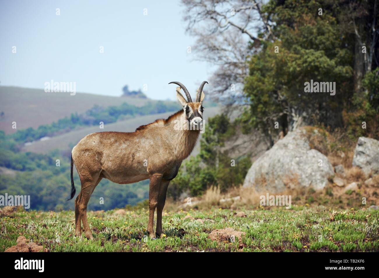 Antilope roana Foto Stock