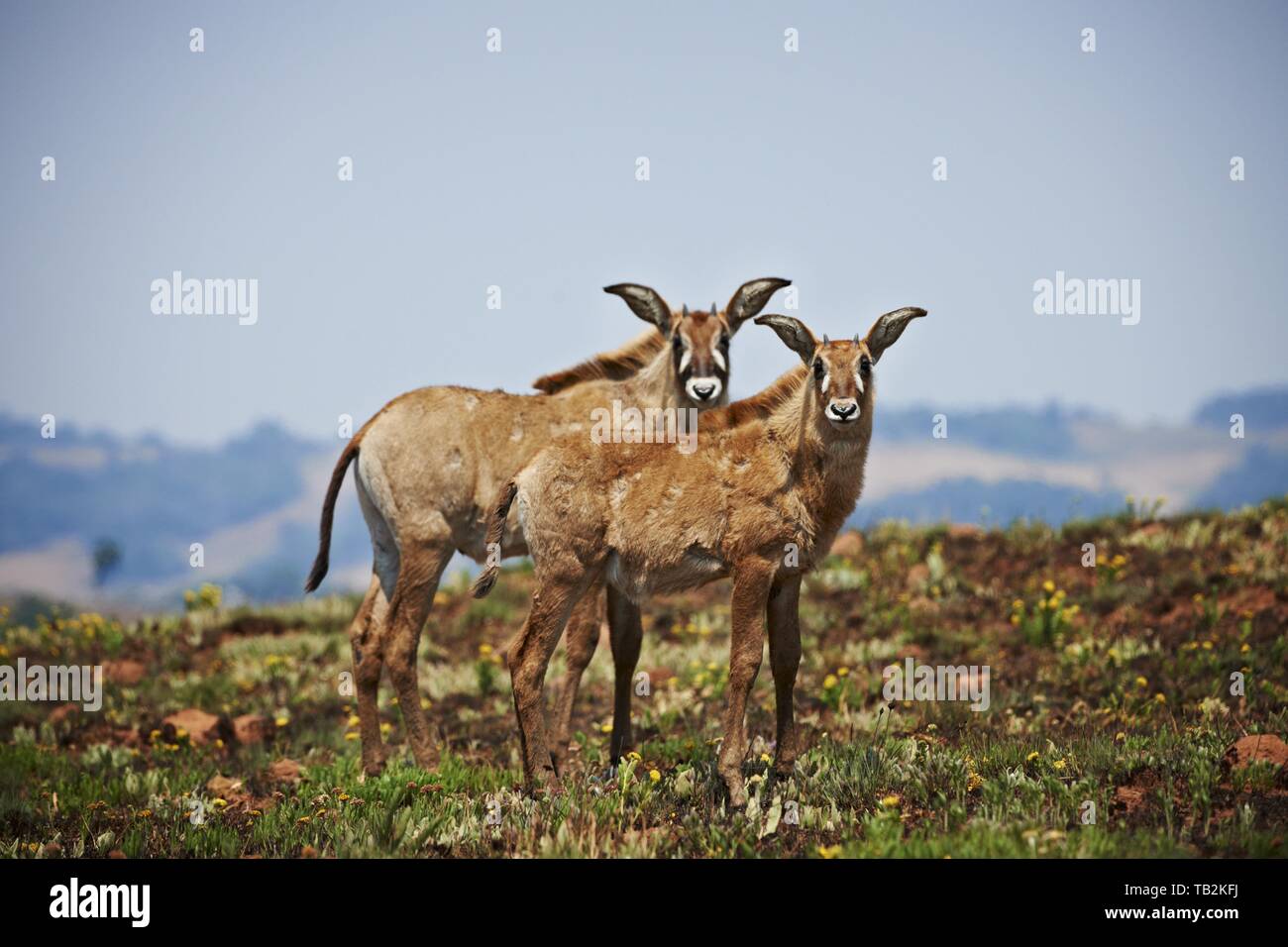 Roan Antilopi Foto Stock