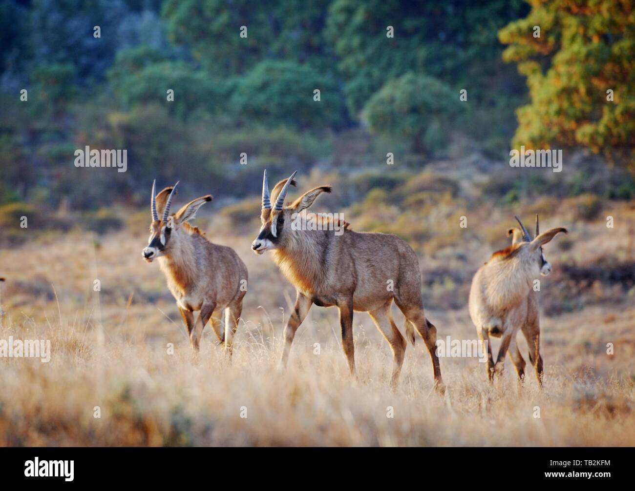 Roan Antilopi Foto Stock