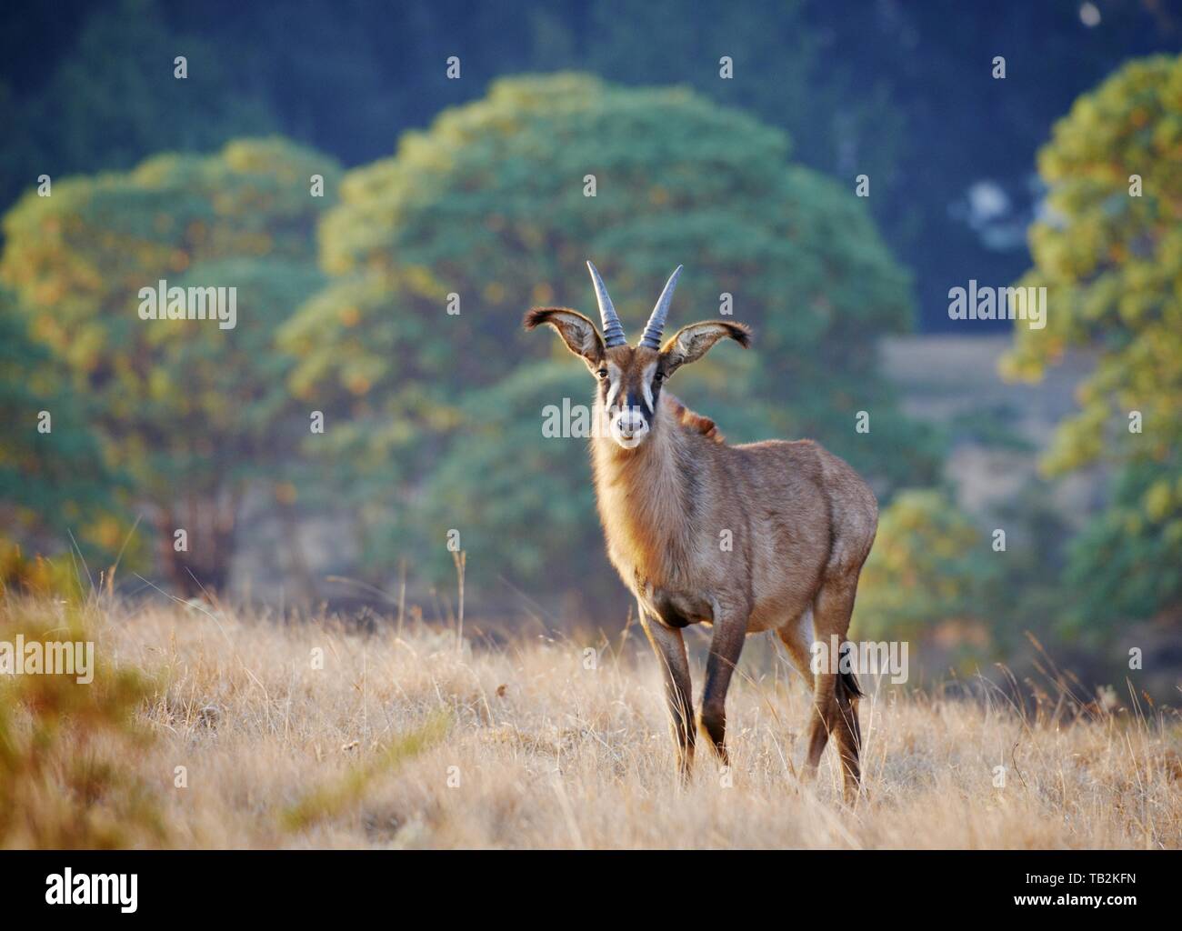 Antilope roana Foto Stock