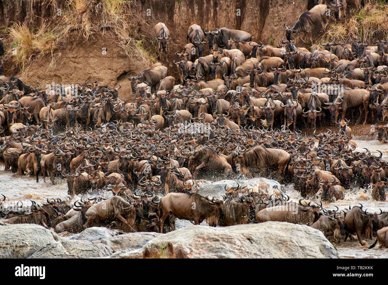 Western white-barbuto wildebeests Foto Stock