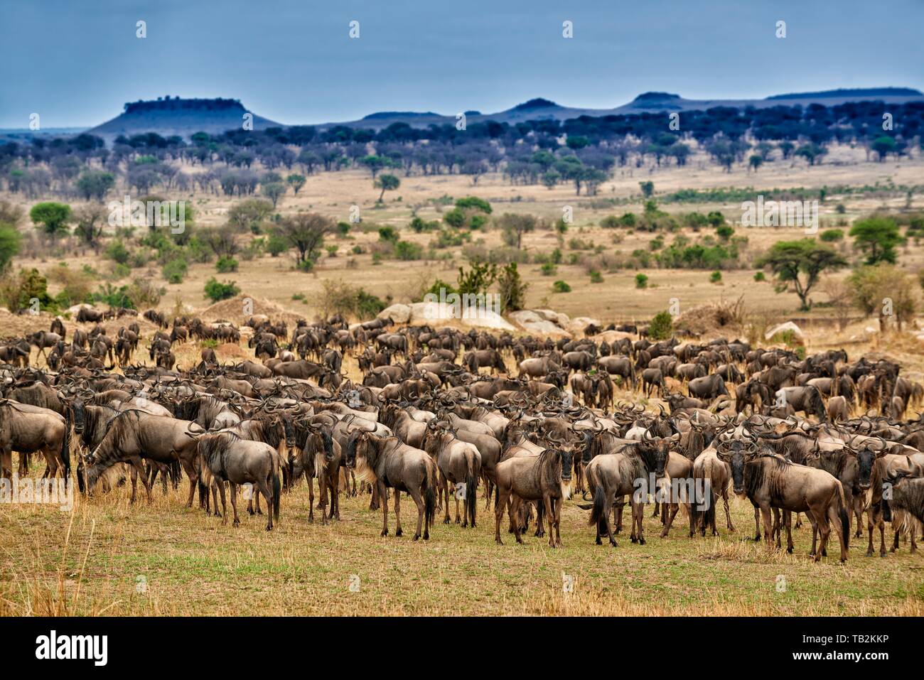 Western white-barbuto wildebeests Foto Stock