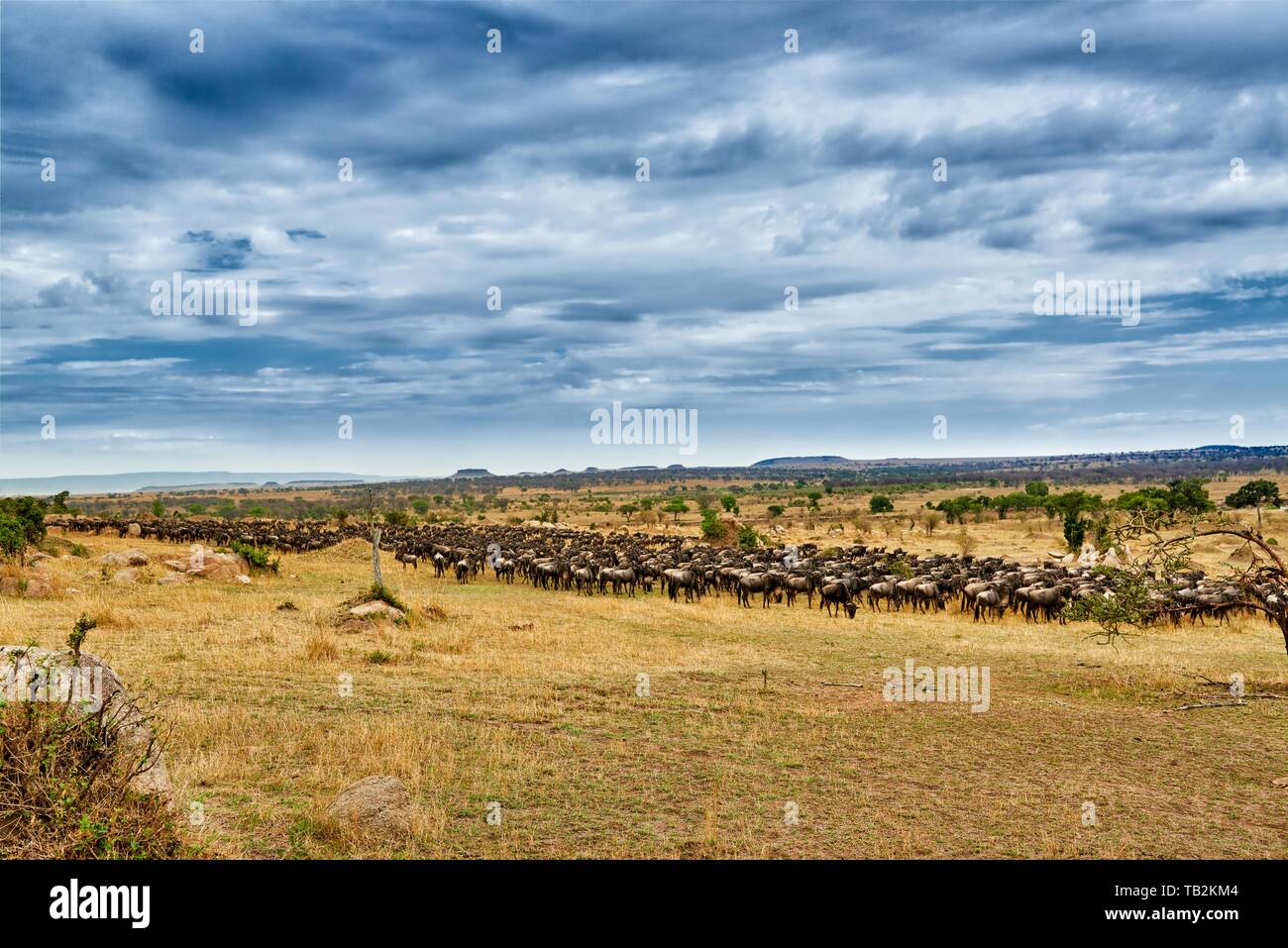 Western white-barbuto wildebeests Foto Stock