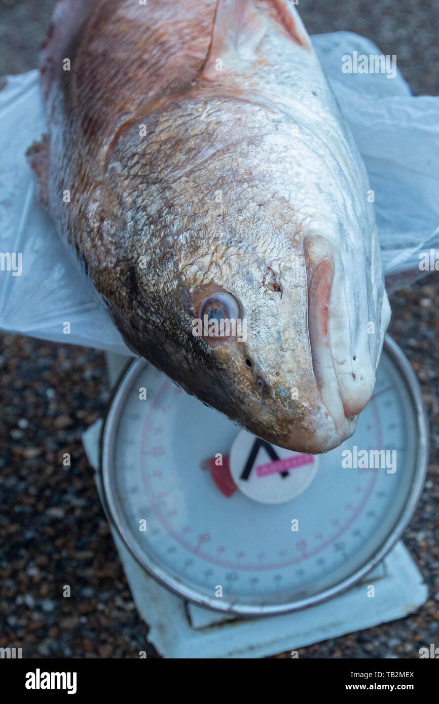 New Orleans, Louisiana - un vietnamita farmers market, tenuto per un paio di ore di anticipo il sabato mattina in un parcheggio in città la comunità vietnamita Foto Stock