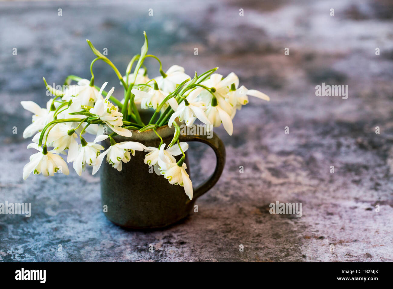 Angolo alto close up del mazzetto di snowdrops nella piccola brocca a trama sulla superficie grigia. Foto Stock