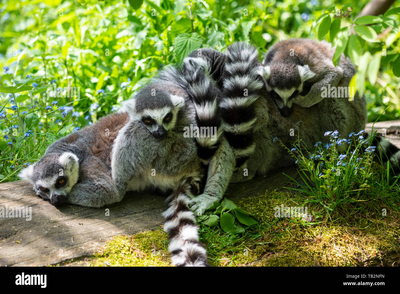 Gruppo di anello maschio-tailed Lemures (Lemur catta) raggomitolati insieme sul log in lemur a piedi attraverso la recinzione presso lo Zoo di Edimburgo, Scozia, Regno Unito Foto Stock